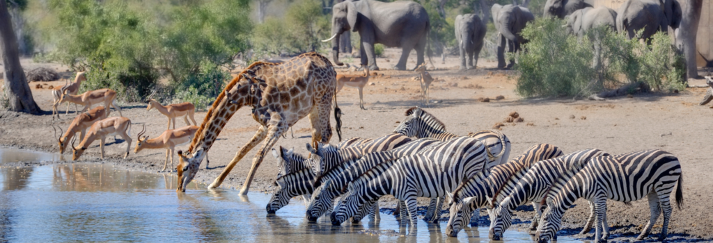 safari sydafrika og mauritius